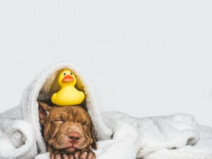 Pourquoi mon chien me suit-il dans la salle de bain ?