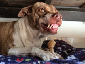 Chienne agressive après l'accouchement : causes et solutions