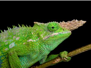 Le comportement des caméléons