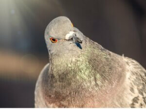 Le comportement des pigeons