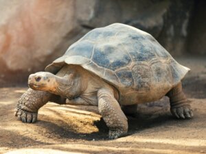 Le comportement des tortues