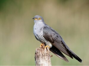Coucou gris : habitat, caractéristiques et incubation