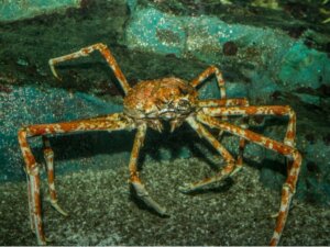 Les différents types de crabes de la mer de Béring