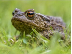 Les crapauds sont-ils venimeux ?