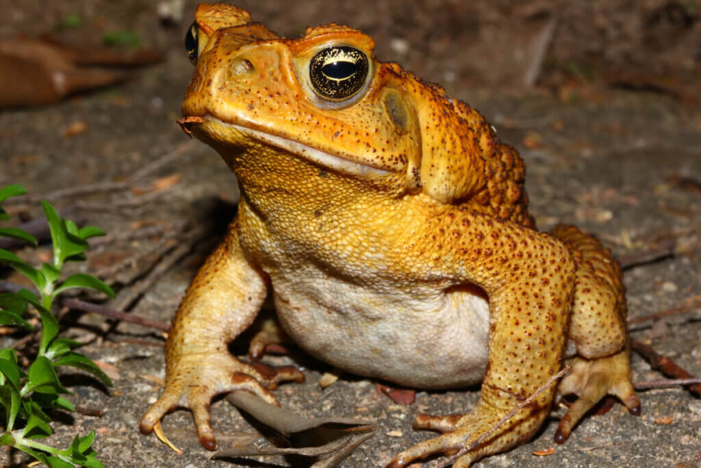 4 espèces de crapauds venimeux