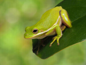 10 curiosités sur les grenouilles