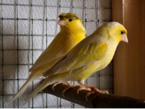 Mon canari a arrêté de chanter : causes et solutions