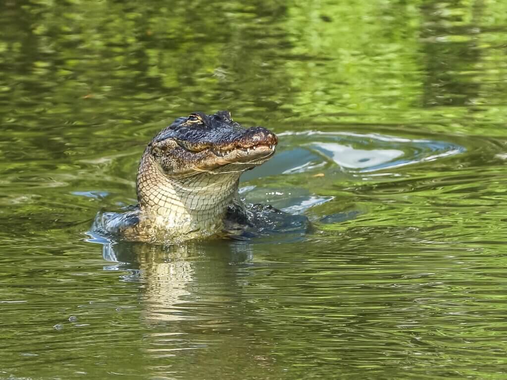Les différences entre un caïman et un crocodile