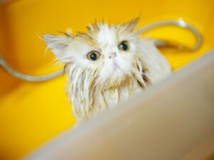 6 étapes pour donner un bain à un persan