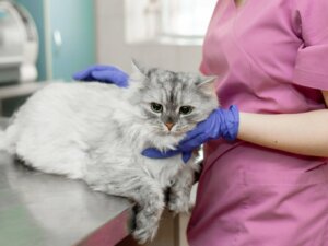 Épanchement pleural chez le chat : causes, diagnostic et traitement