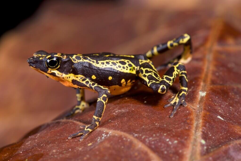 Liste des 25 espèces perdues : la science contre le temps