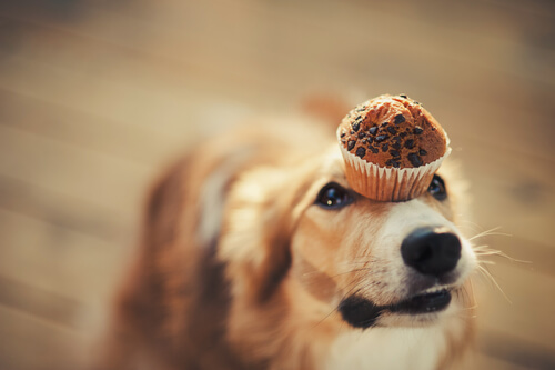 Recette pour chiens : friandises glacées au yaourt et au beurre de cacahuète