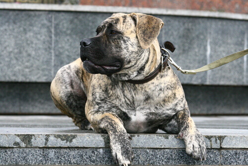 Les chiens de la "génération Bullenbeisser"