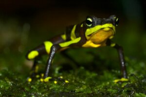Grenouille arlequin : habitat, caractéristiques et conservation