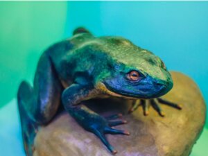 Grenouille goliath : habitat et caractéristiques