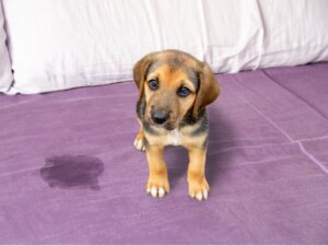 Comment gronder un chiot ?