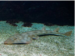 Guitares de mer : habitat et caractéristiques