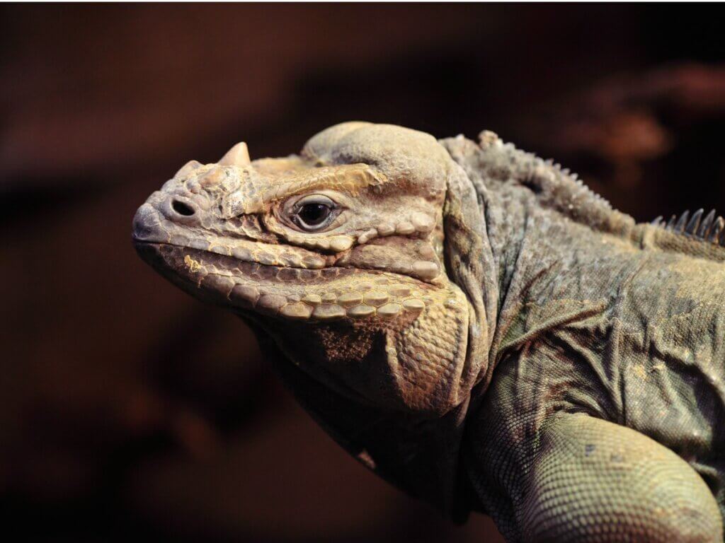 Iguane rhinocéros : habitat, caractéristiques et conservation