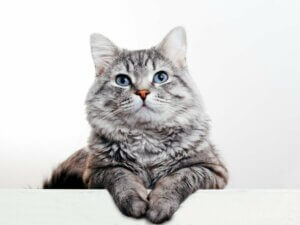 Infertilité chez le chat : causes, diagnostic et traitement