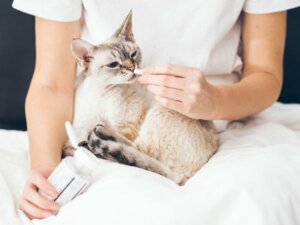 Buprénorphine chez les chats : posologie et effets secondaires