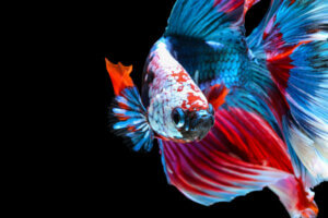 10 curiosités sur le combattant