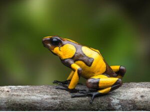 Comment les amphibiens respirent-ils ?