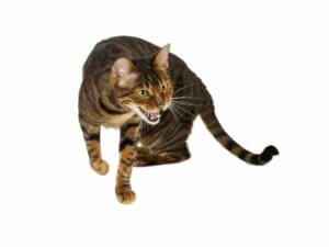 10 races de chats tigrés
