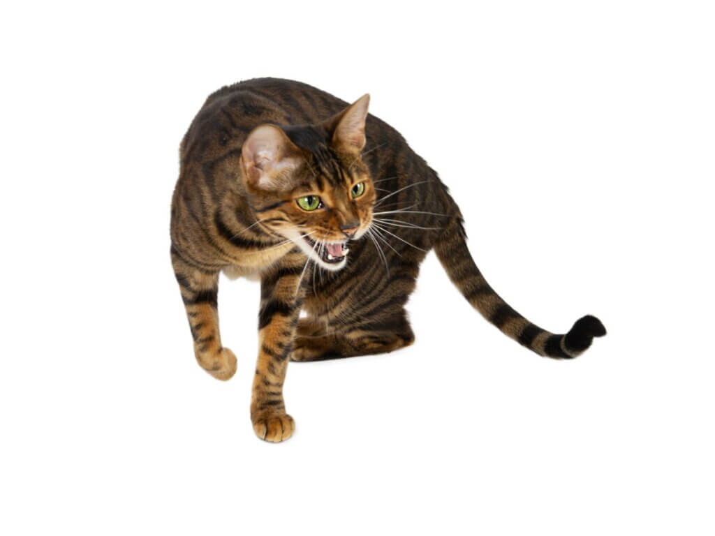 10 races de chats tigrés