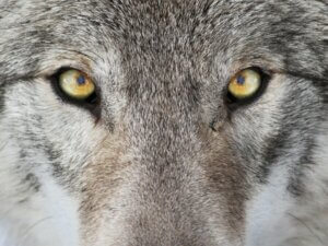 5 différences entre les loups et les chiens