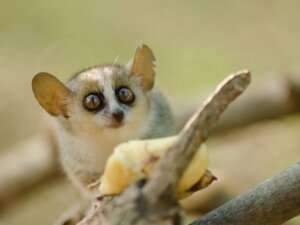 Les 10 plus petits mammifères du monde