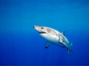 Les requins ont des relations durables