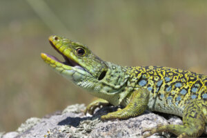 Comment les reptiles respirent-ils ?