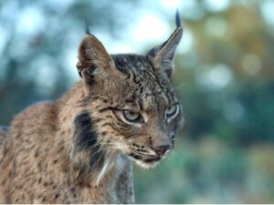 Le comportement du lynx pardelle