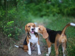 7 maladies sexuellement transmissibles chez les animaux de compagnie