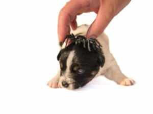 Morsure d'araignée chez le chien : que faire ?