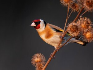 Les 10 oiseaux qui chantent le mieux