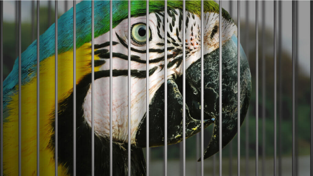 10 oiseaux menacés