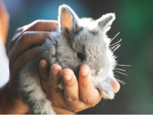 Comment couper les ongles d'un lapin ?