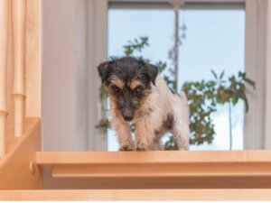 Mon chien a peur des escaliers : pourquoi et comment agir ?