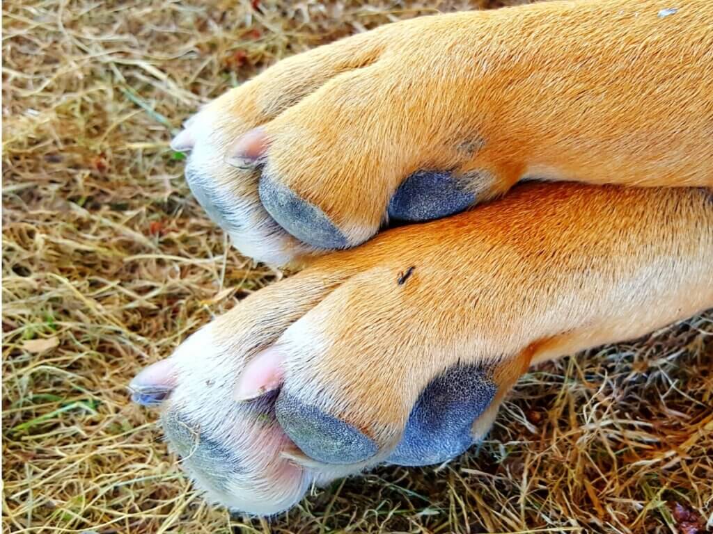 Piqûre de fourmi chez le chien : symptômes et traitement