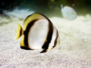 Platax pinnatus : habitat, types et caractéristiques