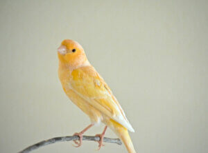 Les plumes de mon canari tombent : pourquoi ?