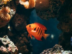 Poisson-ange nain flamme : habitat, caractéristiques et soins