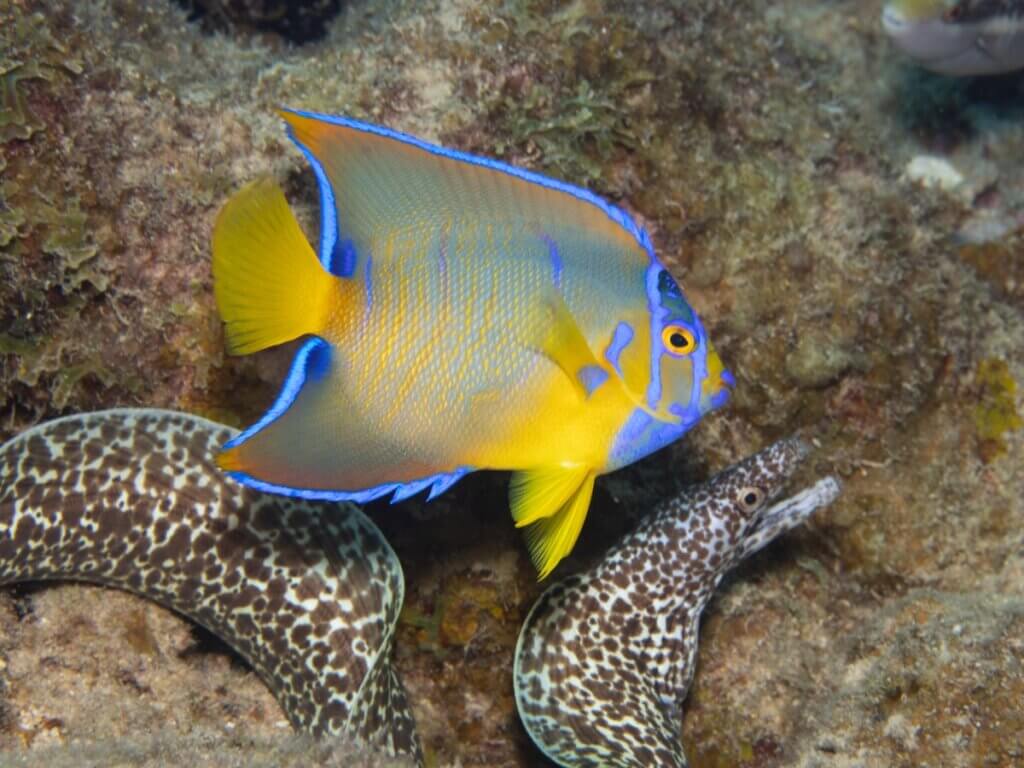 Poisson-ange royal : habitat et caractéristiques
