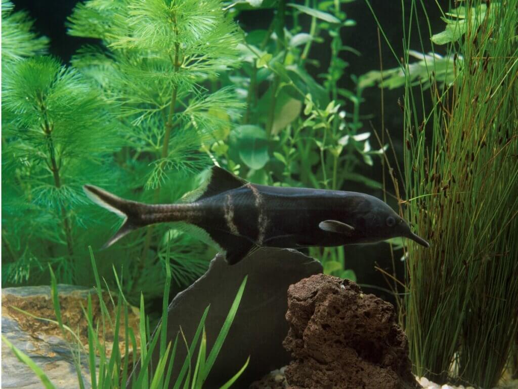 Poisson-éléphant : habitat, caractéristiques et soins