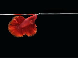 Mon poisson halète beaucoup et très vite : pourquoi ?