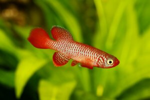 Un tiers des poissons d'eau douce sont en danger d'extinction, selon une étude