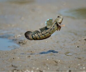 7 poissons qui respirent hors de l'eau