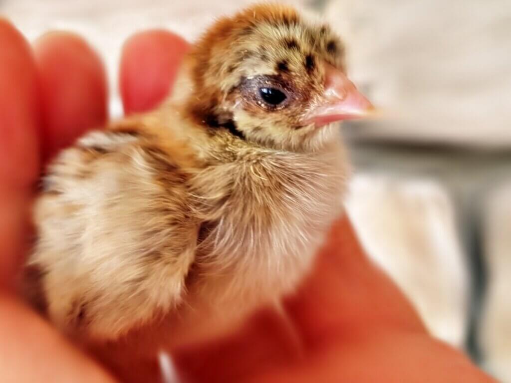 Poux rouges chez les poules : tout ce que vous devez savoir