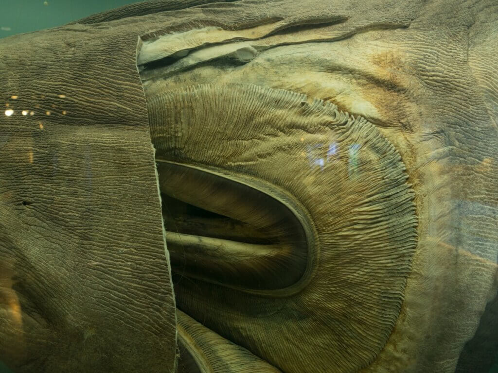 Requin grande-gueule : habitat et caractéristiques